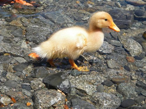 duck nature lake