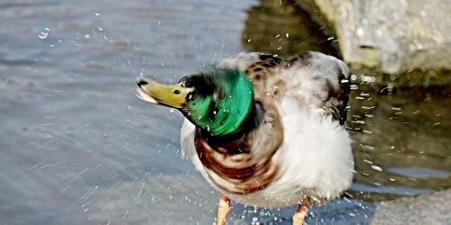 duck inject water splashes
