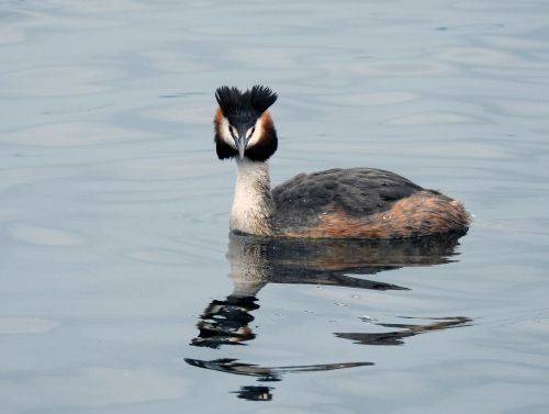 duck lake nature