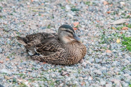 duck feather animal world