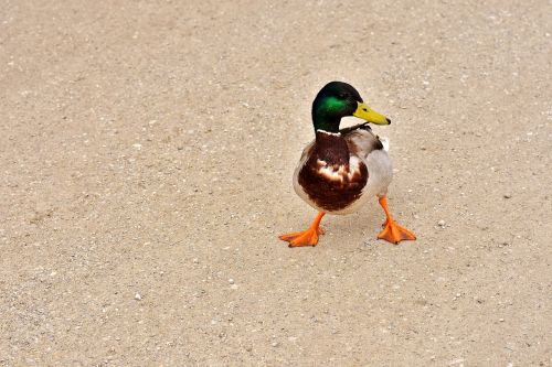 duck funny water bird