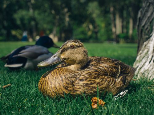 duck grass closeup