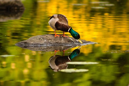 duck photo pond