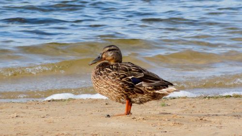 duck beach water