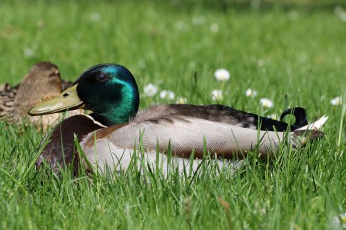 duck drake water bird