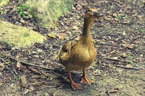 duck female brown