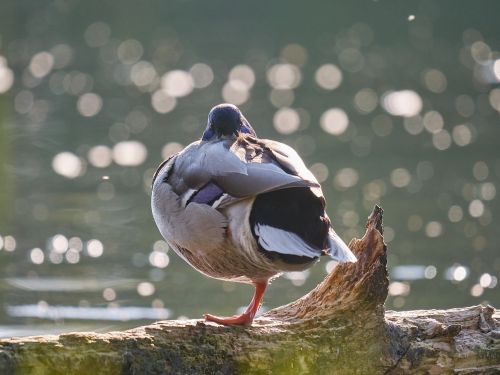 duck water leg