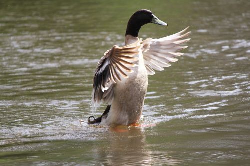 duck wildlife bird