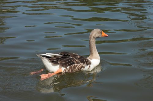 duck lake swimming