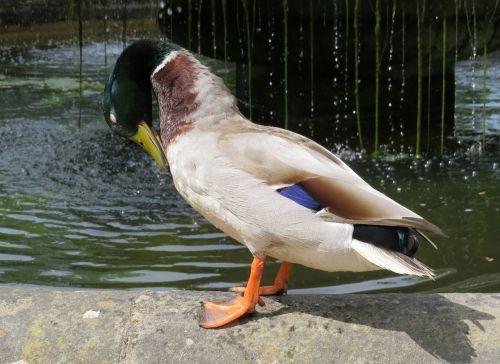 duck mallard pond