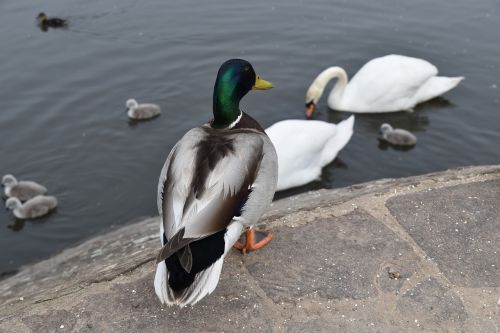 duck pond bird