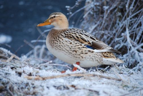 duck winter snow