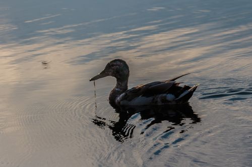 duck sunset nature