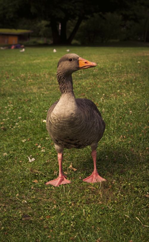 duck bird animal