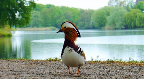 duck water bird parrot duck