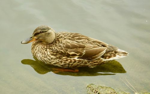 duck water wildlife