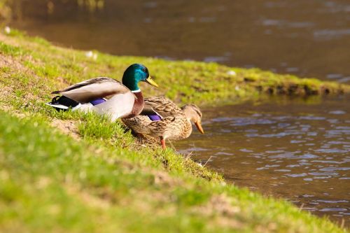 duck ducks water bird