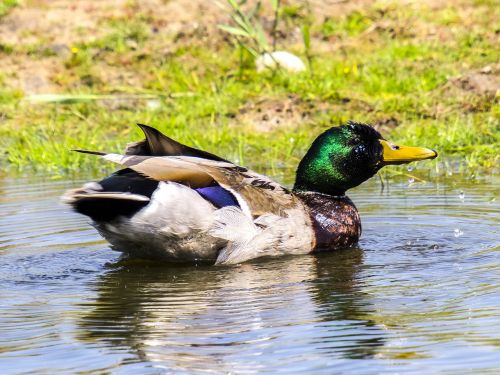 duck mallard bird