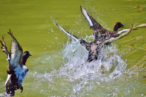 duck water bird row pension