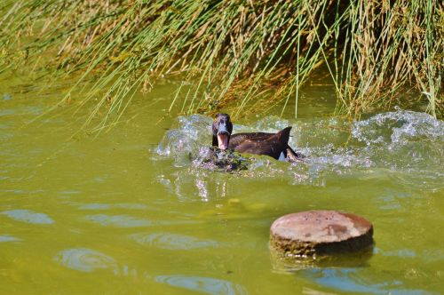 duck water bird mallard