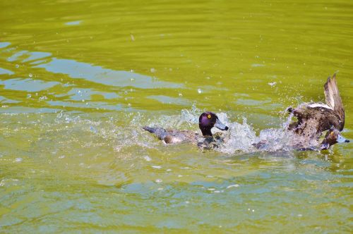 duck water bird mallard