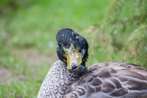 duck bird view