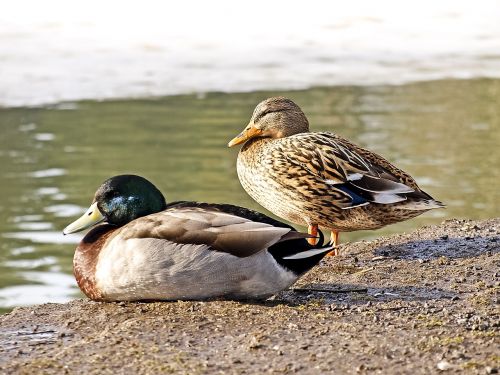 duck mallard bird