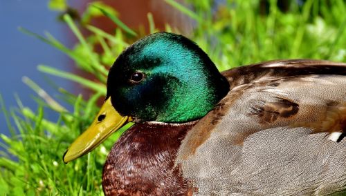 duck mallard meadow