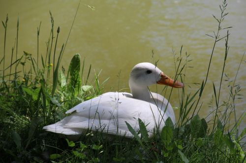 duck white water bird