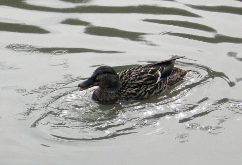 duck bird water