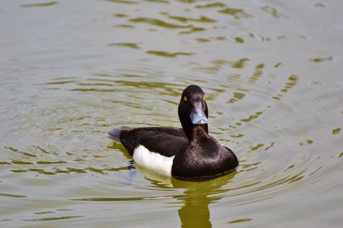 duck water bird row pension