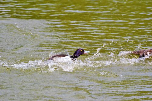 duck water bird row pension