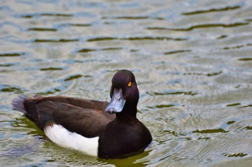 duck water bird row pension