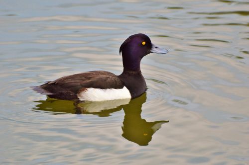 duck water bird row pension