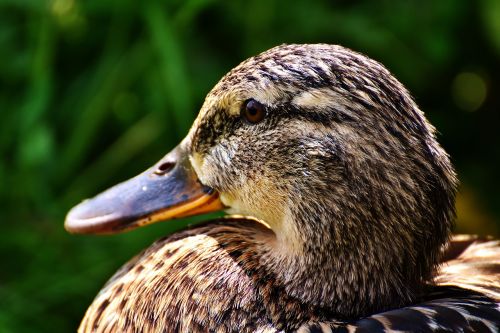 duck mallard female