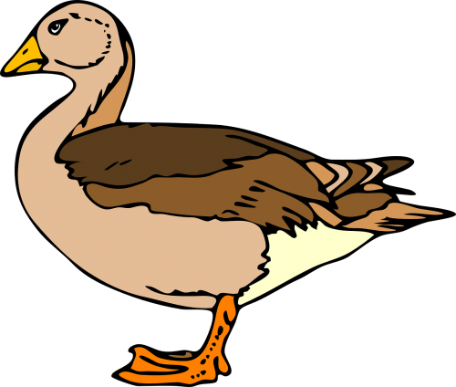 duck standing brown