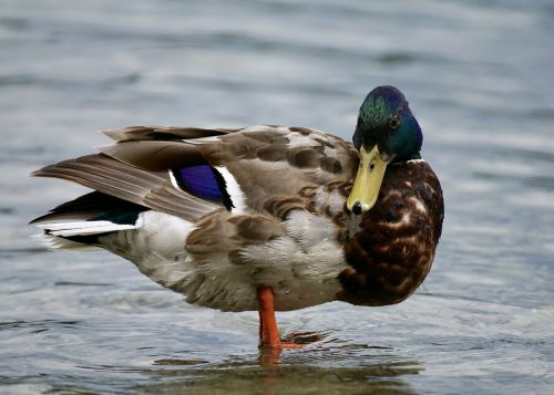 duck drake water bird