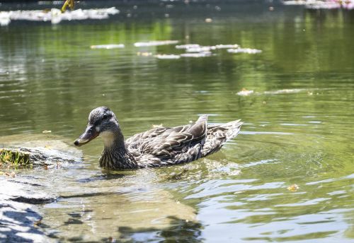 duck bird mallard