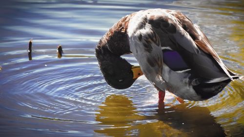 duck pond waterfowl