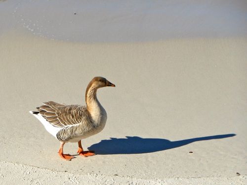 duck bird sea