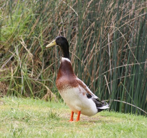 duck pond male
