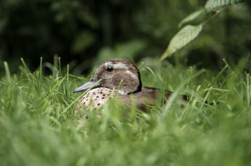 duck meadow water bird