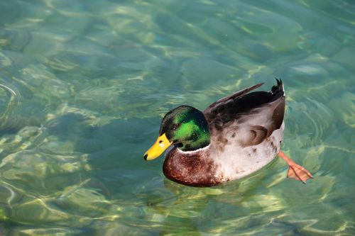 duck water green