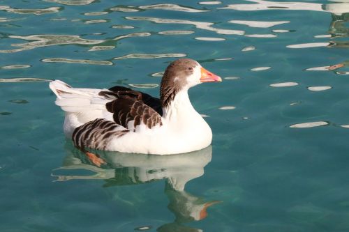 duck marine bird