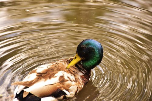 duck water bird water