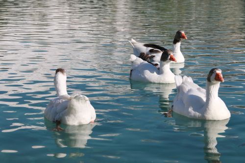 duck marine bird