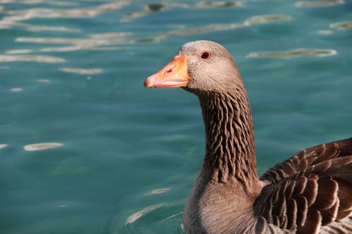 duck marine bird