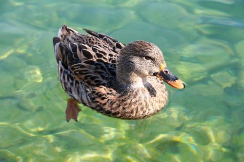 duck marine bird