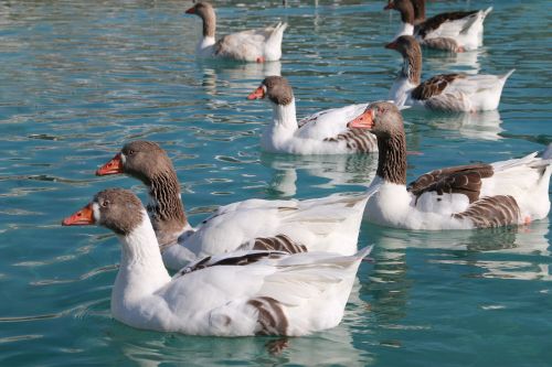 duck marine bird