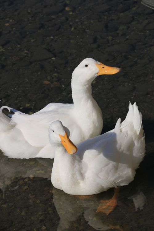 duck marine bird